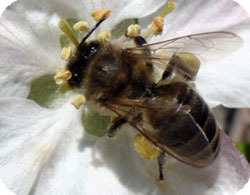 Серая кавказская порода пчел